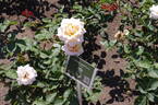 Jardins de Bagatelle® rose photo
