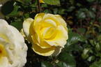 Avec Amour rose photo