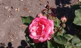 Panthère Rose ® rose photo