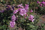 Violette Parfumée ® rose photo