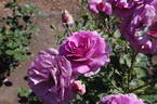 Violette Parfumée ® rose photo