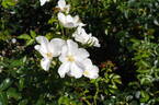 Escimo rose photo