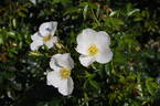 Escimo rose photo