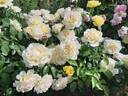Winter Sun rose photo