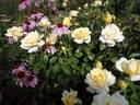 Winter Sun rose photo