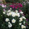Winter Sun rose photo