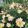 Sunny Sky rose photo