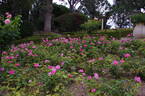 Dynastie ® rose photo