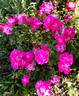 Georges Moustaki rose photo