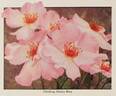 Dainty Bess, Cl. rose photo