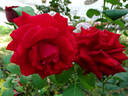Legend rose photo