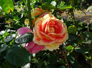 Kaleidoscope Girl rose photo