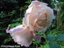 Mevrouw Amelie Müller rose photo