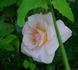 Crystal Palace ® rose photo