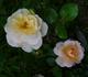 Crystal Palace ® rose photo