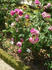Dumortier rose photo