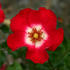 Cherry Meidiland ™ rose photo