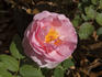 Hero ® rose photo