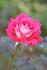 Antique Tapestry rose photo