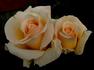 Centennial Rose rose photo