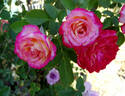 Heart 'n' Soul rose photo