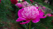 Général Bertrand peony photo