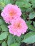 Petite Pink rose photo
