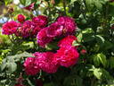 Assemblage des Beautés rose photo