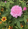 Abel Grand rose photo