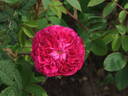 Assemblage des Beautés rose photo