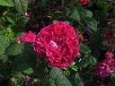 Assemblage des Beautés rose photo