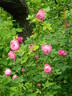 The Shell Rose rose photo