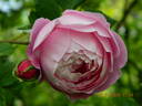 The Shell Rose rose photo