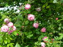 The Shell Rose rose photo