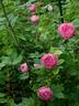 The Shell Rose rose photo