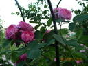 The Shell Rose rose photo