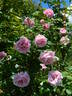 Conrad Ferdinand Meyer rose photo