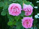 Conrad Ferdinand Meyer rose photo