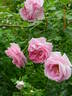 Conrad Ferdinand Meyer rose photo