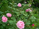 Conrad Ferdinand Meyer rose photo