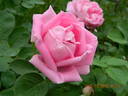 Conrad Ferdinand Meyer rose photo