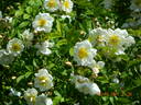 Lykkefund rose photo