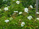 Lykkefund rose photo