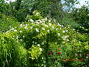 Lykkefund rose photo