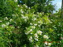 Lykkefund rose photo