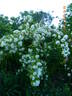 Lykkefund rose photo