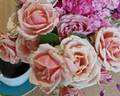 Meimanesk rose photo