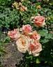 Eden Romantica ® rose photo