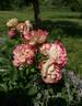 Acropolis ® rose photo