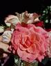 Tickled Pink rose photo